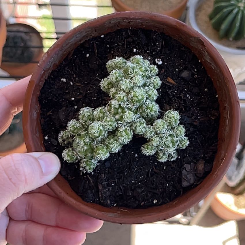 Missouri Foxtail Cactus in a terracotta pot, held by a hand.