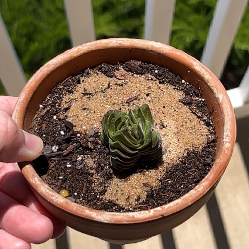 Crassula 'Buddha's Temple' plant in a terracotta pot with visible soil, held by a hand.