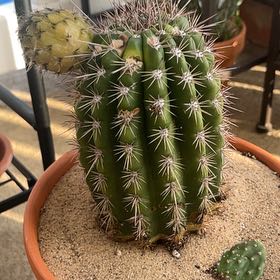Photo of the plant species Soehrensia huascha subsp. huascha by @Clara8131 named Elle on Greg, the plant care app