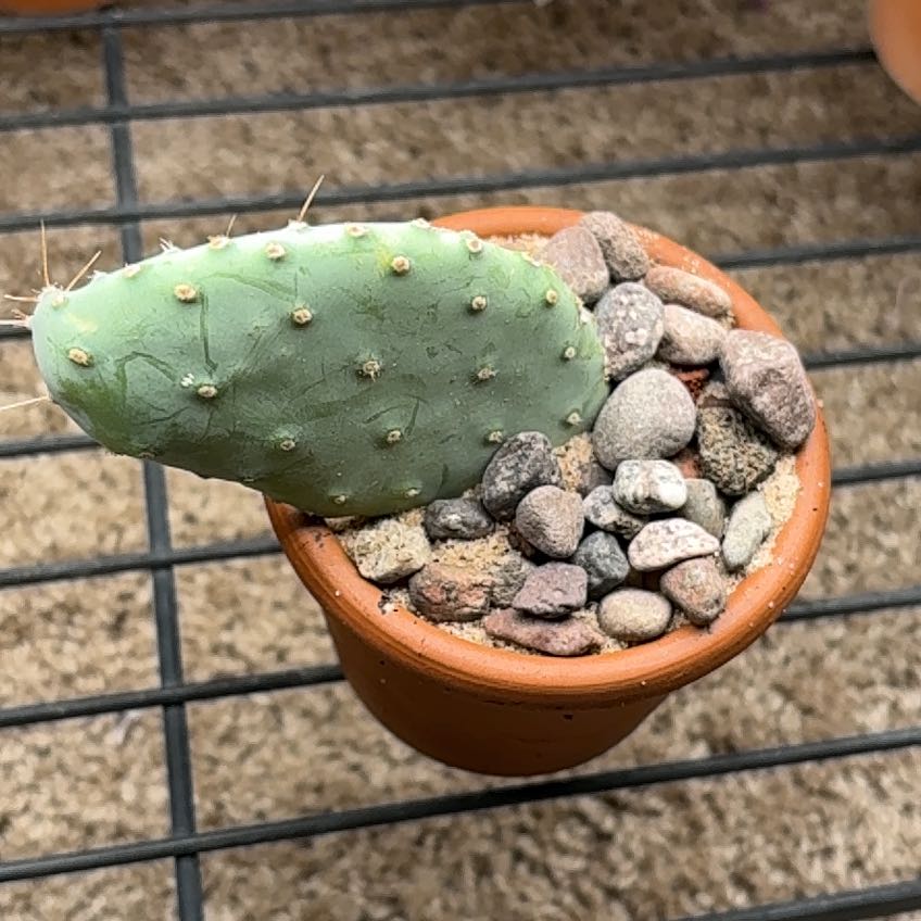 Photo of the plant species Cow's tongue prickly pear by @Clara8131 named Delilah on Greg, the plant care app