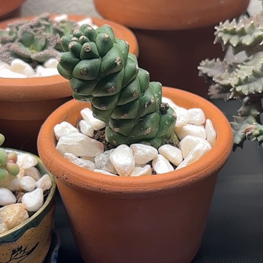 Photo of the plant species Euphorbia ritchiei by @Clara8131 named Baesil on Greg, the plant care app