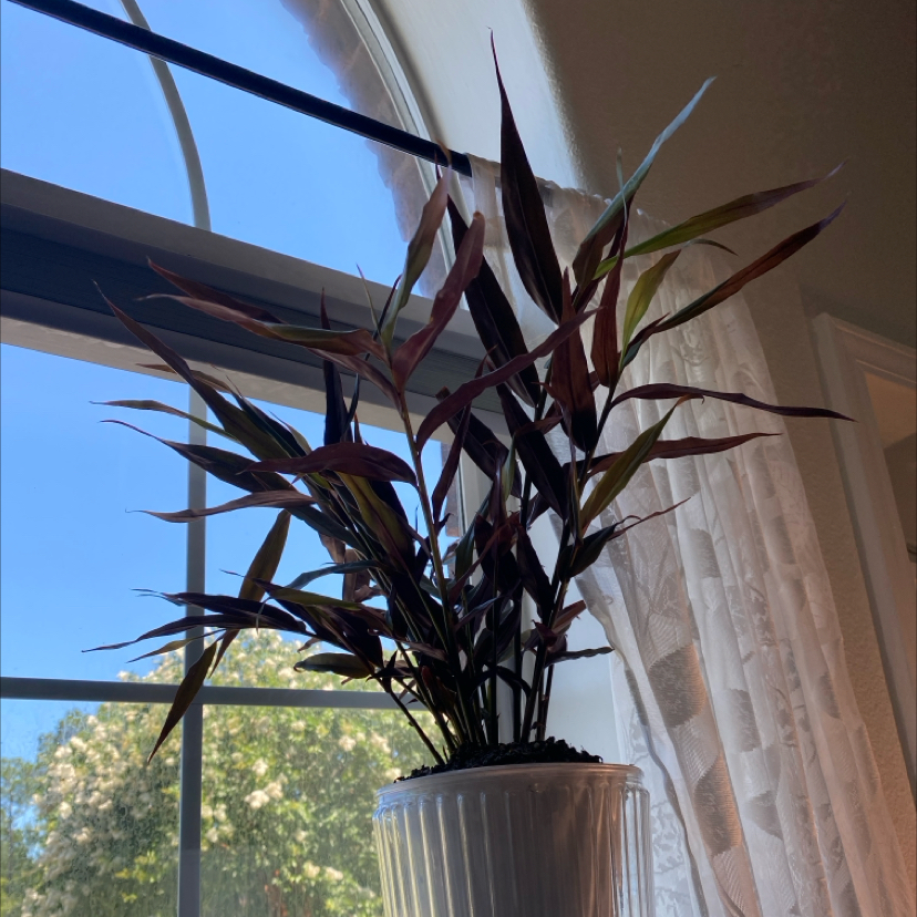 Photo of the plant species Alpinia 'Red Rubin' by @VastPlumtree named Harmony on Greg, the plant care app