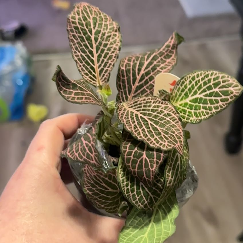 Photo of the plant species Nerve plant 'Juanita Red' by @GaietyKudulily named Winston on Greg, the plant care app