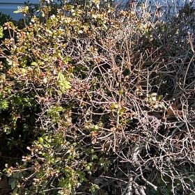 Photo of the plant species Azalea by @BraveChiotilla named Girlfrond on Greg, the plant care app