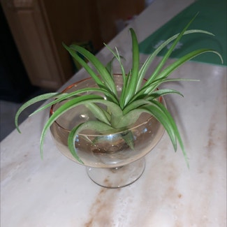 Spider Plant plant in Cape May, New Jersey