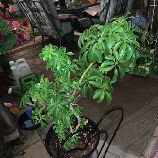 Dwarf Umbrella Tree plant in Cape May, New Jersey
