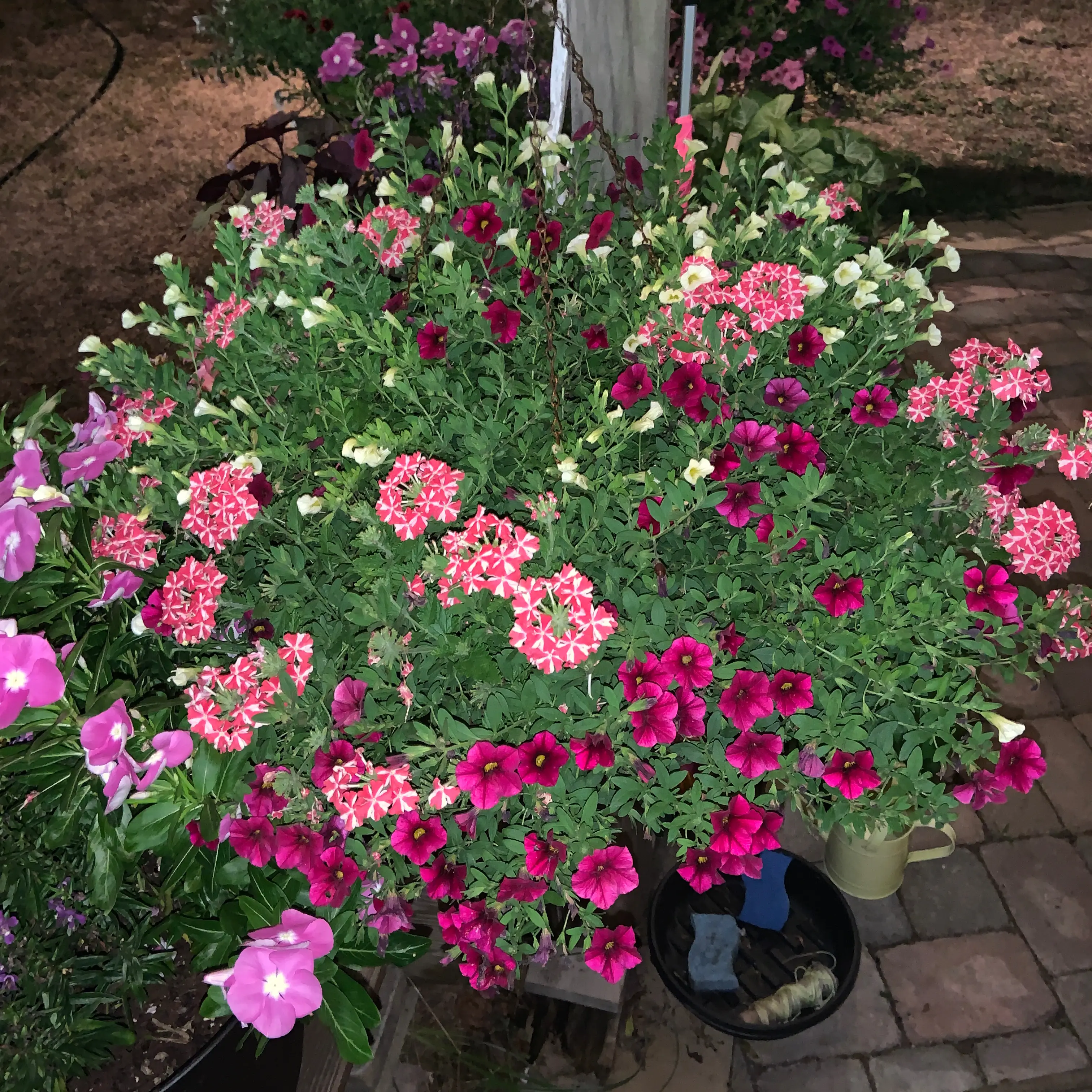 Photo of the plant species Tritunia Red Star Petunia by @AnnMarie420 named Darwin on Greg, the plant care app