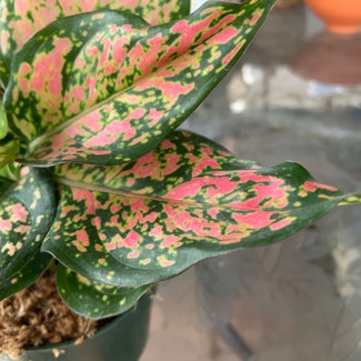 Pink Dalmatian Aglaonema plant in Cape May, New Jersey
