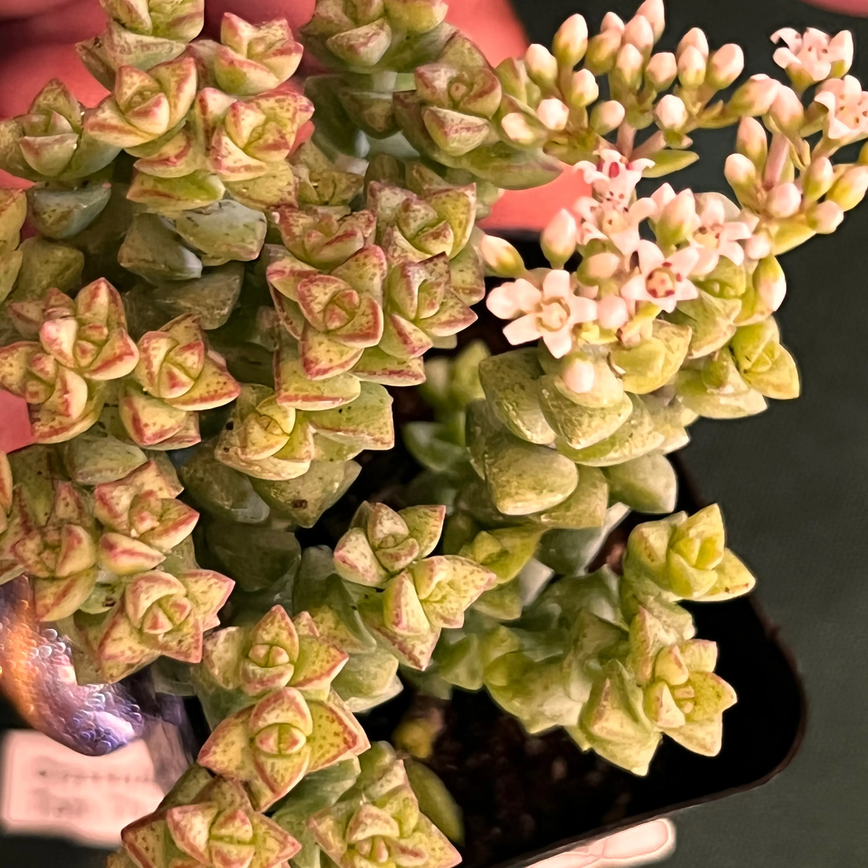Tom Thumb succulent with small, tightly packed leaves and white flowers. Some red spots on leaves.