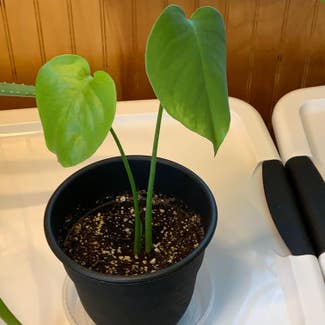 Monstera plant in Cape May, New Jersey