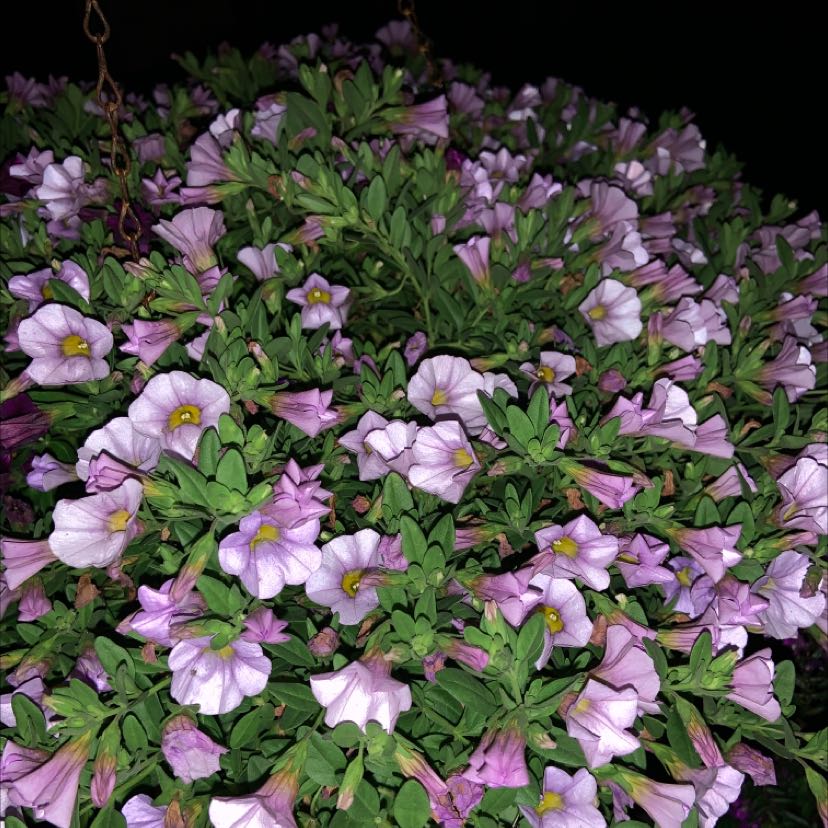 Million Bells (Calibrachoa) with numerous small, purple flowers and vibrant green leaves.