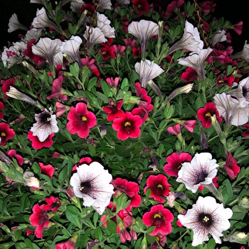 Cluster of healthy petunia flowers, predominantly white with red and pink variations.