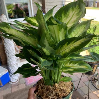 Dieffenbachia plant in Cape May, New Jersey