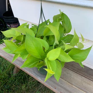 Neon Pothos plant in Cape May, New Jersey