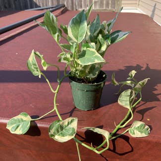 Pothos N' Joy plant in Cape May, New Jersey