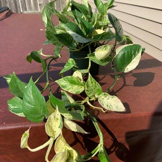 Marble Queen Pothos plant in Cape May, New Jersey