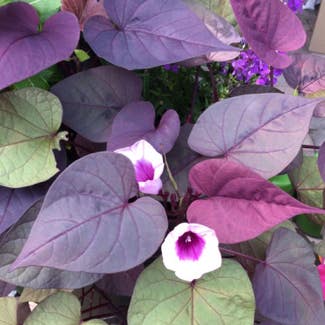 Sweet Potato Vine plant in Cape May, New Jersey