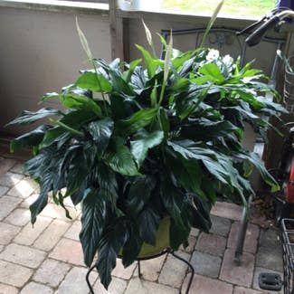 Peace Lily plant in Cape May, New Jersey
