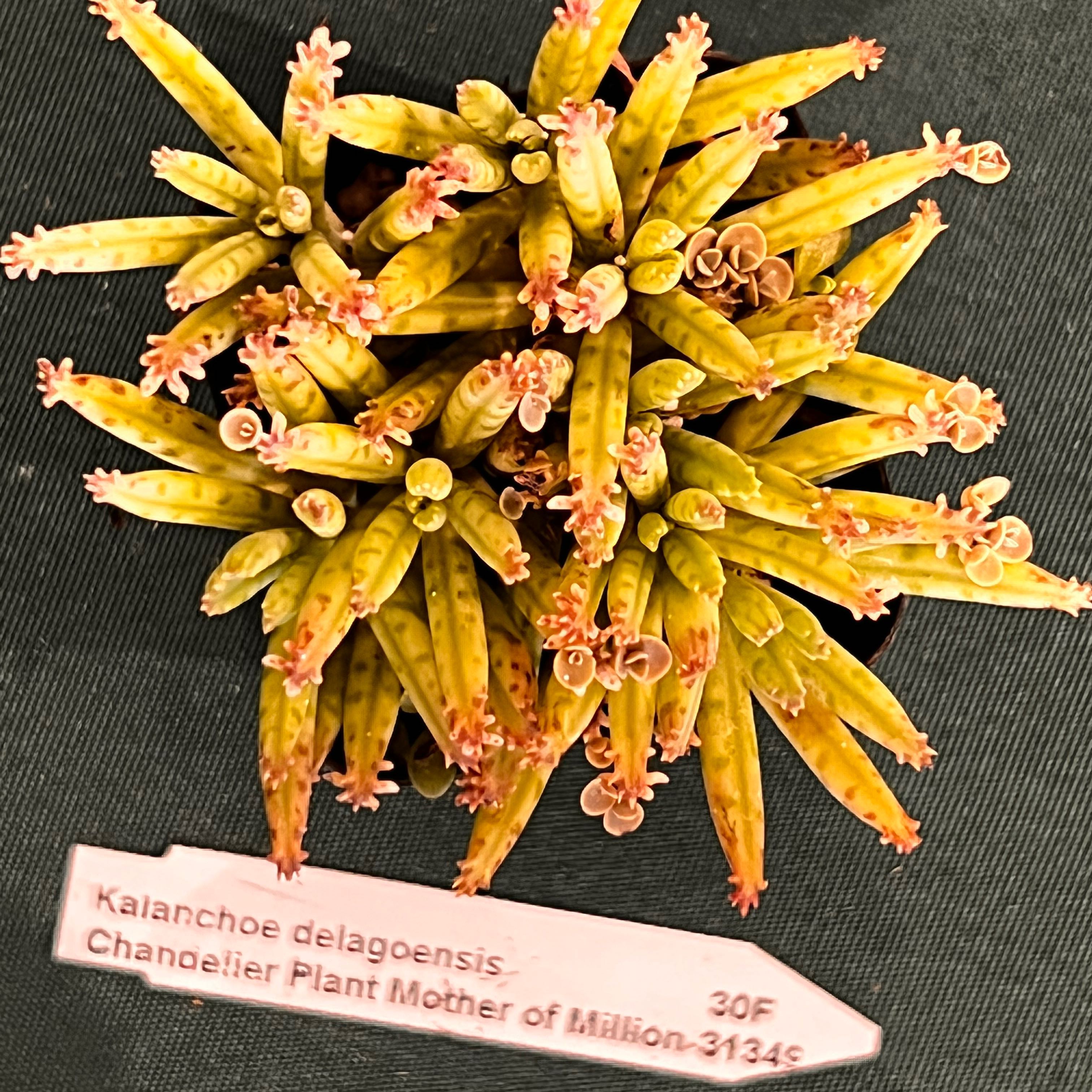 Healthy Mother of Millions succulent plant with long speckled leaves and small plantlets growing at the tips.