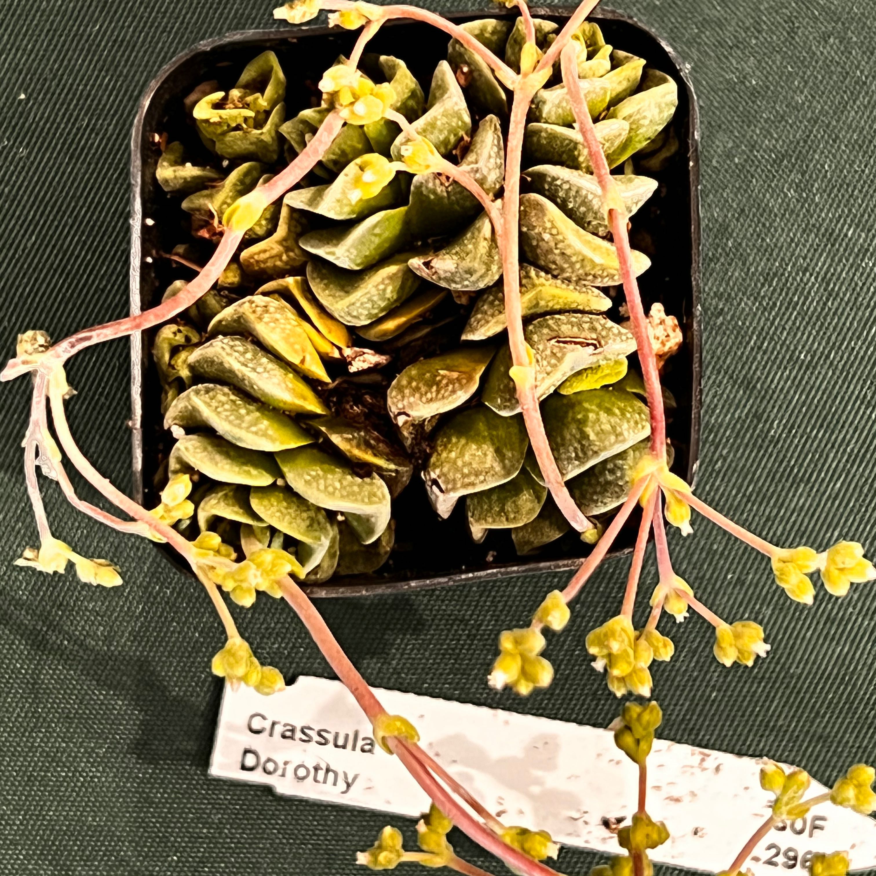 Photo of the plant species Crassula 'Dorothy' by @AnnMarie420 named Dorothy on Greg, the plant care app
