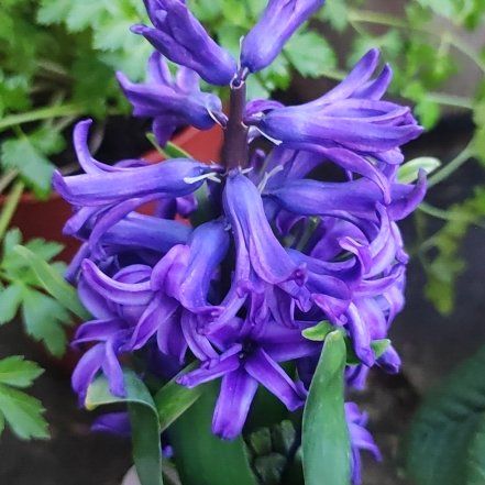 Photo of the plant species Garden Hyacinth by @FirstBlueweed named Blue Hyacinth 🪻 on Greg, the plant care app