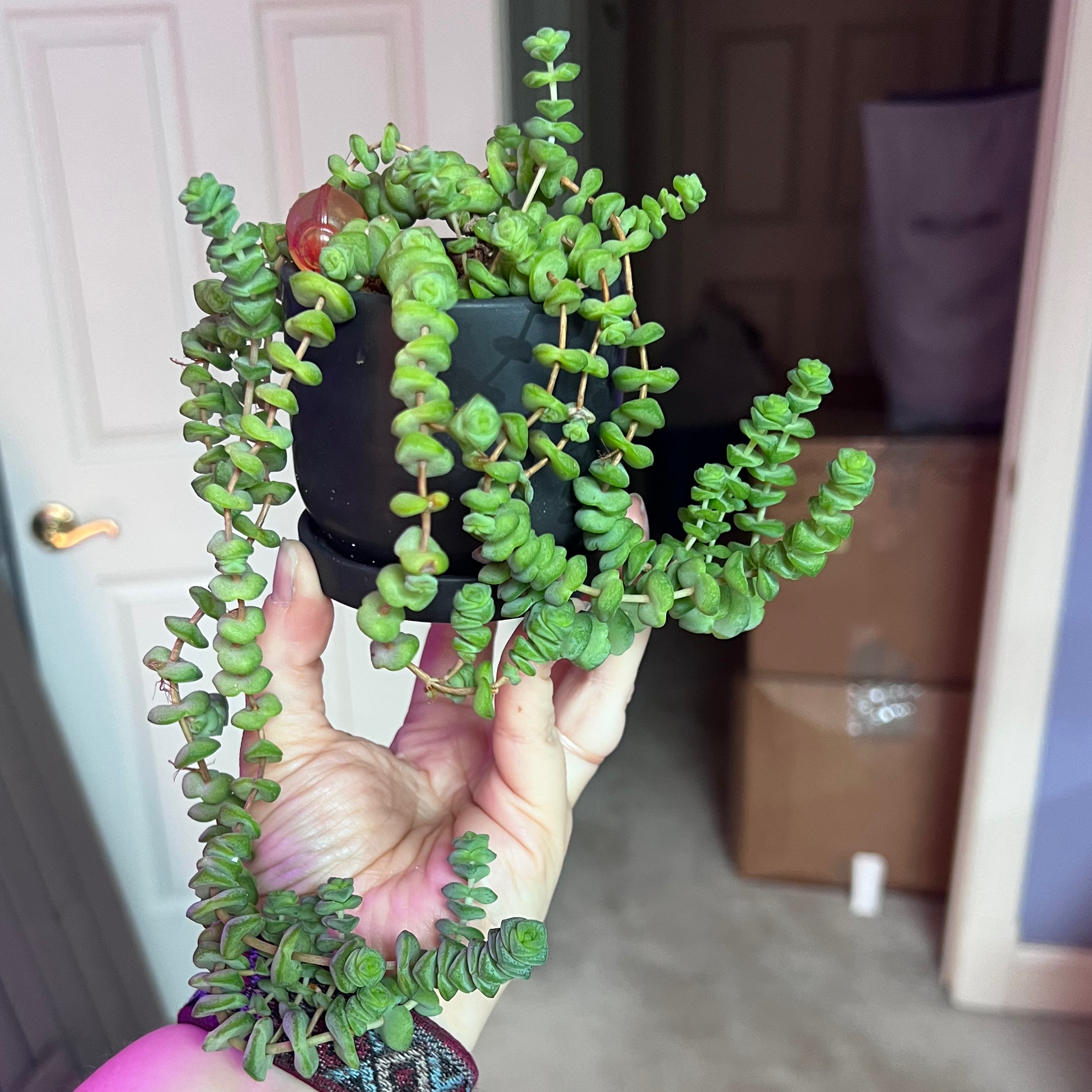 Photo of the plant species Crassula Rupestris by @N_mamasaurus named Boss Baby on Greg, the plant care app