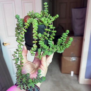 Baby's Necklace plant photo by Keto_mamasaurus named Boss Baby on Greg, the plant care app.