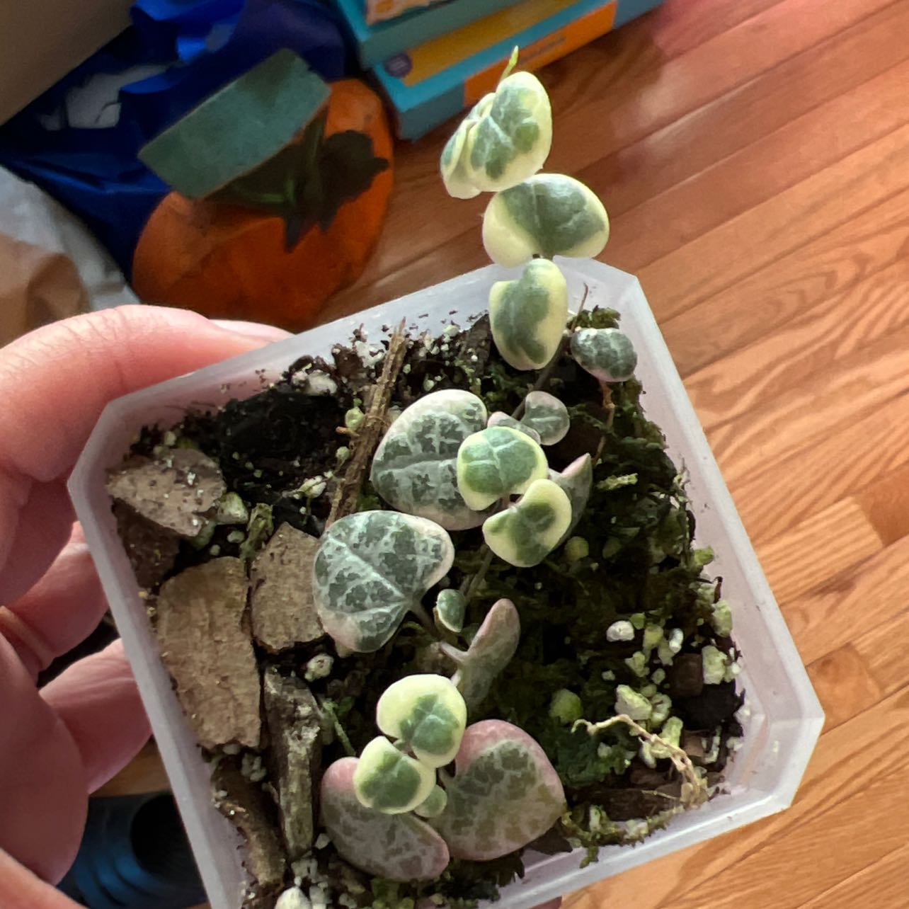 Variegated string of hearts plant in a small pot, held by a hand.