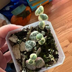 variegated string of hearts plant
