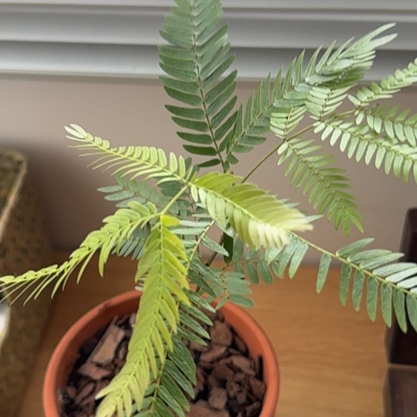 Photo of the plant species Ardillo by @UnimpededWoreya named Mandy on Greg, the plant care app