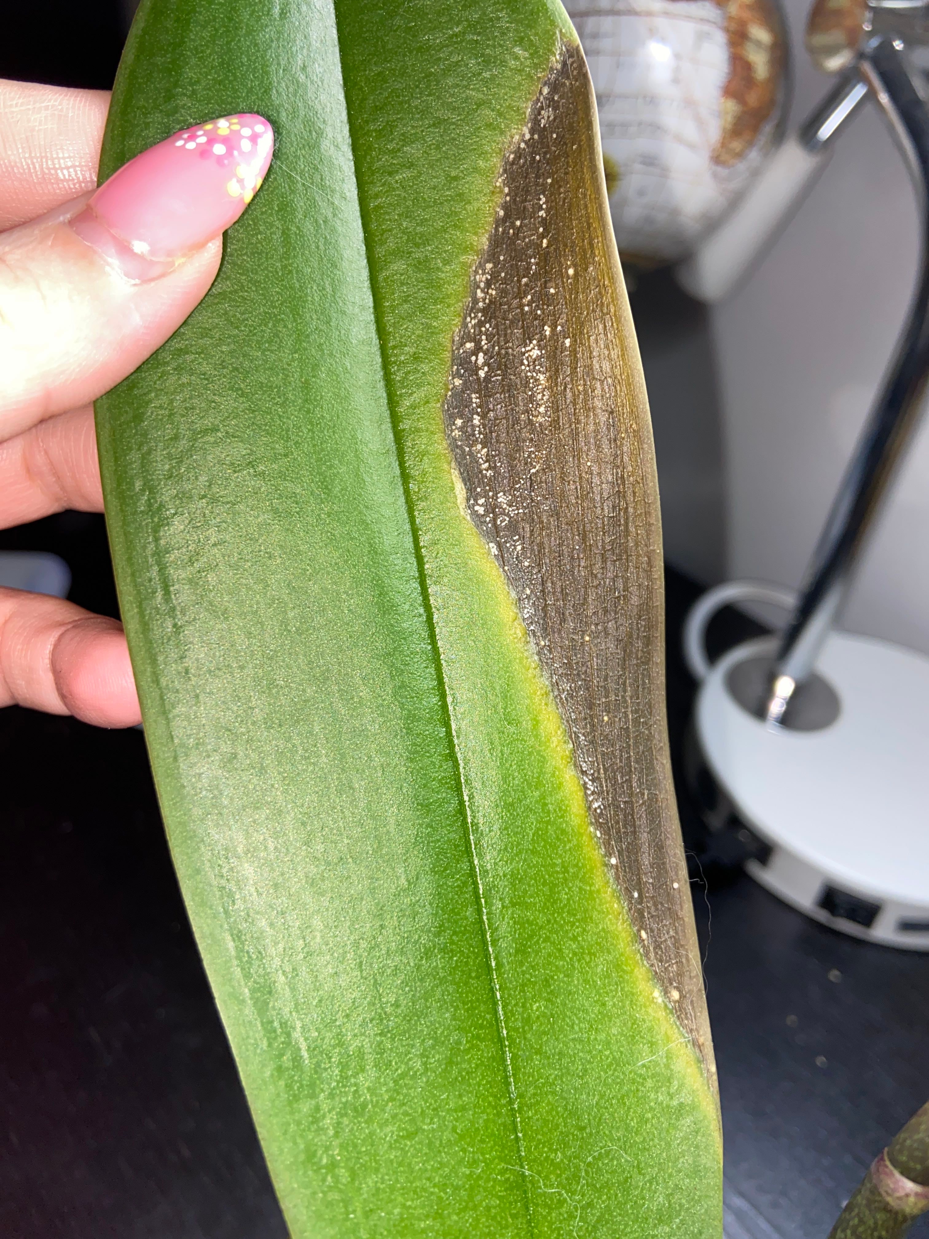 Why Are There Black Spots on My Phalaenopsis bellina Leaves?