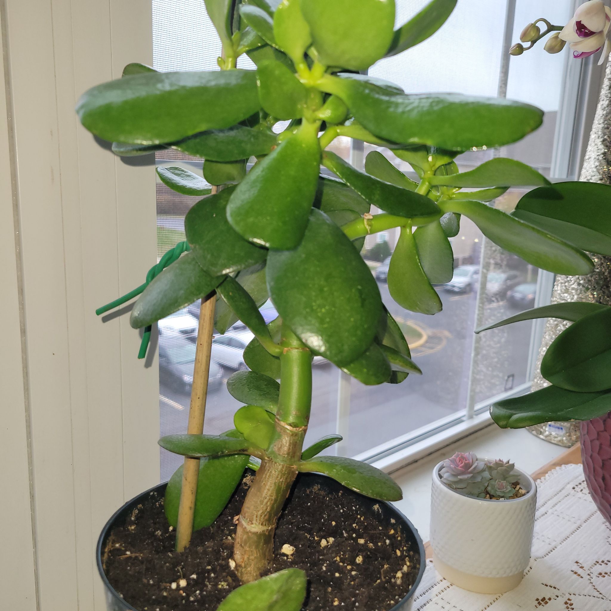 Photo of the plant species Jumbo Jade by @PopularWildtea named Connelly on Greg, the plant care app