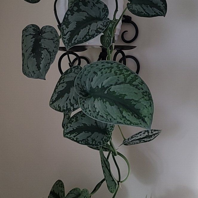 Photo of the plant species Scindapsus by @PopularWildtea named Mollie on Greg, the plant care app