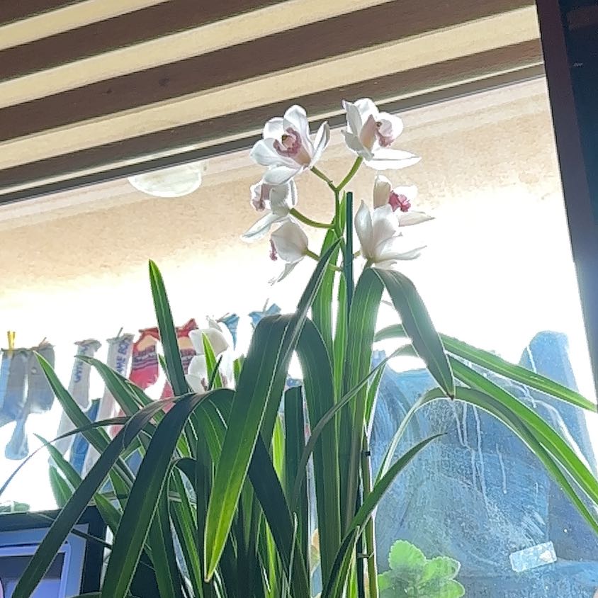 Photo of the plant species Finlayson's Cymbidium by @DoughtyAnthora named Homer on Greg, the plant care app