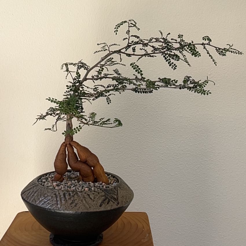 Photo of the plant species Elephant Tree by @Brachy named Nithin on Greg, the plant care app