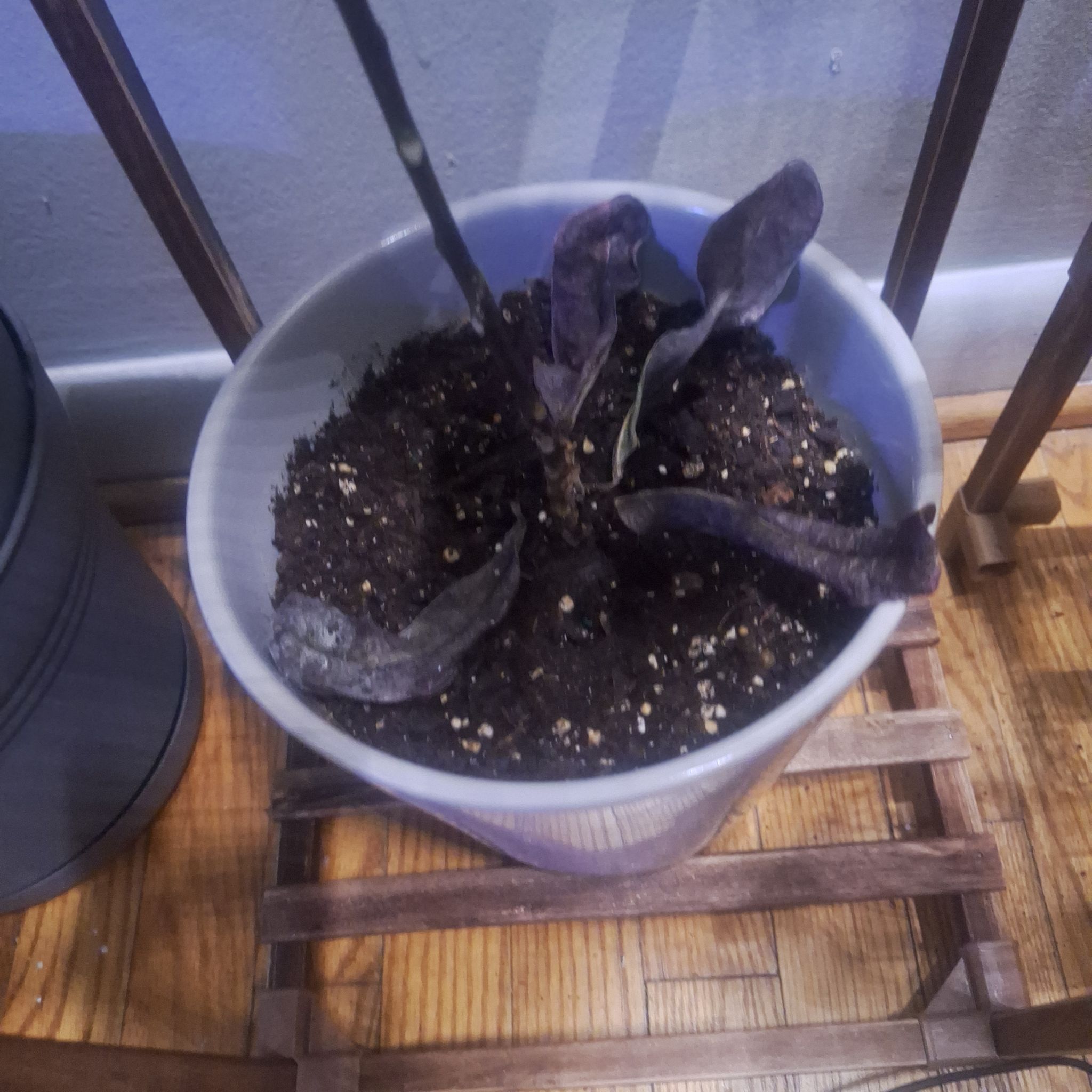 Maya (deceased 7-Apr-24)
