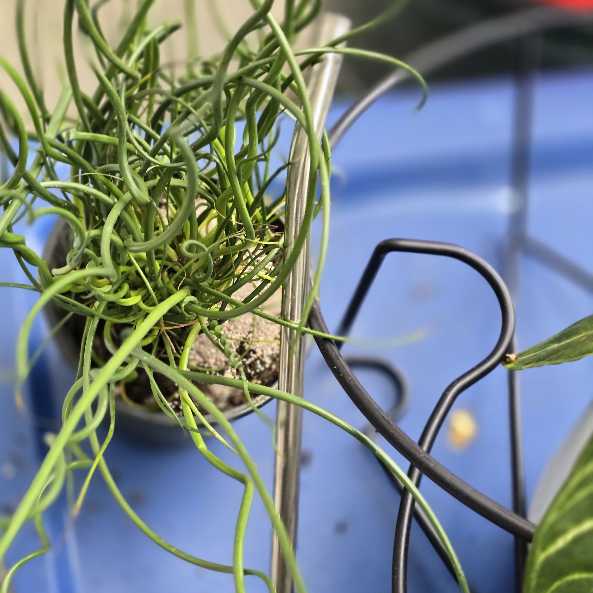Corkscrew rush plant with curly green stems in a pot with visible soil.