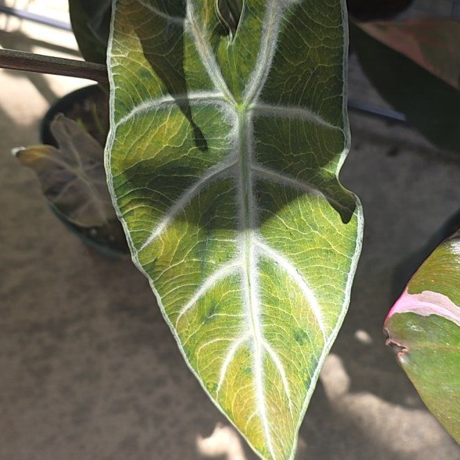 Photo of the plant species Alocasia 'Ebony' by @BigOregonash named Winston on Greg, the plant care app