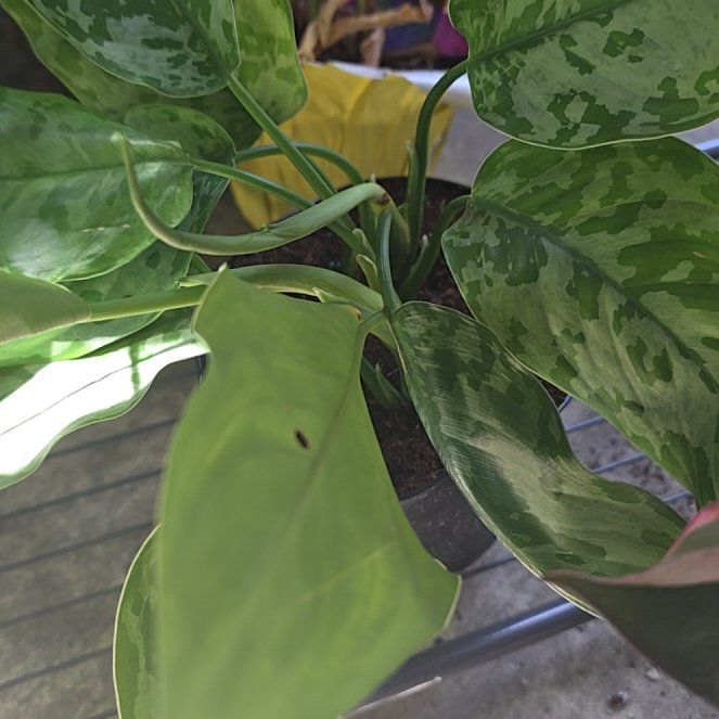 Photo of the plant species Aglaonema ‘Red Army’ by @BigOregonash named Homer on Greg, the plant care app