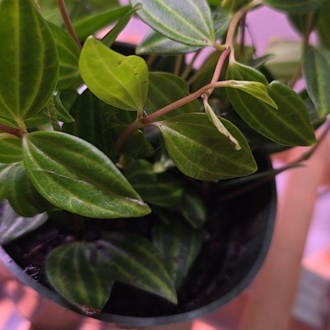 Photo of the plant species Pepperomia Maculosa by @BigOregonash named Diana on Greg, the plant care app