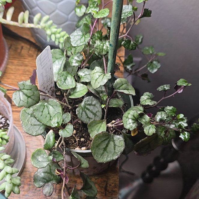 Photo of the plant species Assorted Senecio by @BigOregonash named Miley on Greg, the plant care app