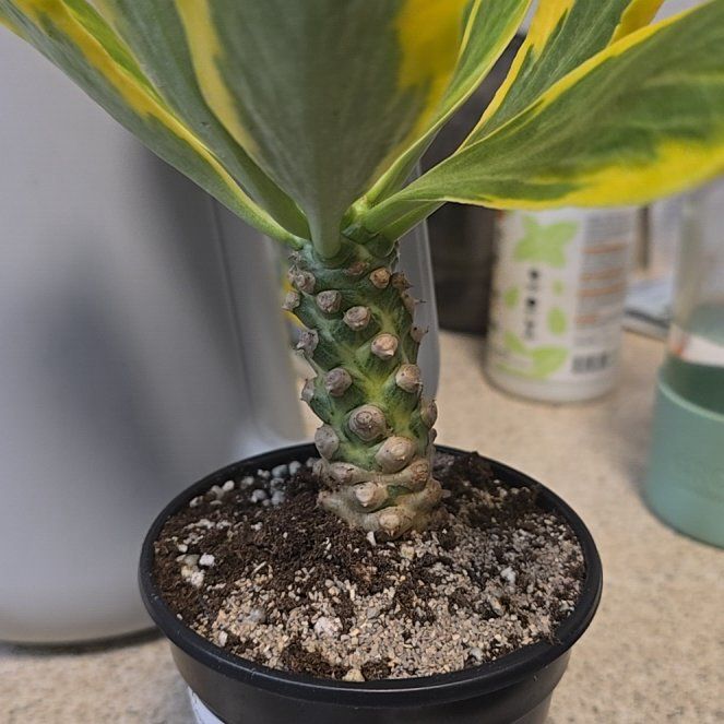 Photo of the plant species Variegated Euphorbia Poissonii by @BigOregonash named Denali on Greg, the plant care app