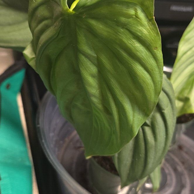 Photo of the plant species Silver Columbia Philodendron by @BigOregonash named Keanu Leaves on Greg, the plant care app