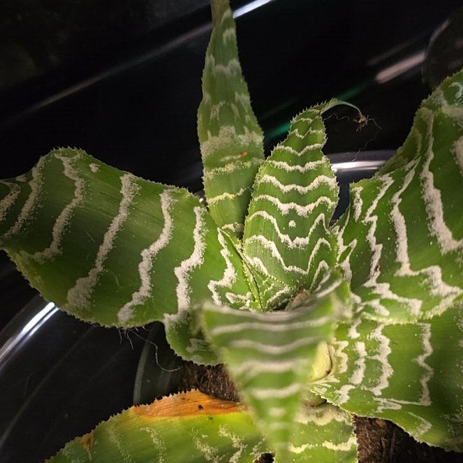Photo of the plant species Cryptanthus 'Betty Ann Prevatt' by @BigOregonash named Miley on Greg, the plant care app