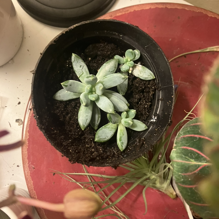 Pachyphytum 'Starburst' succulent in a black pot with visible soil, well-framed and centered.
