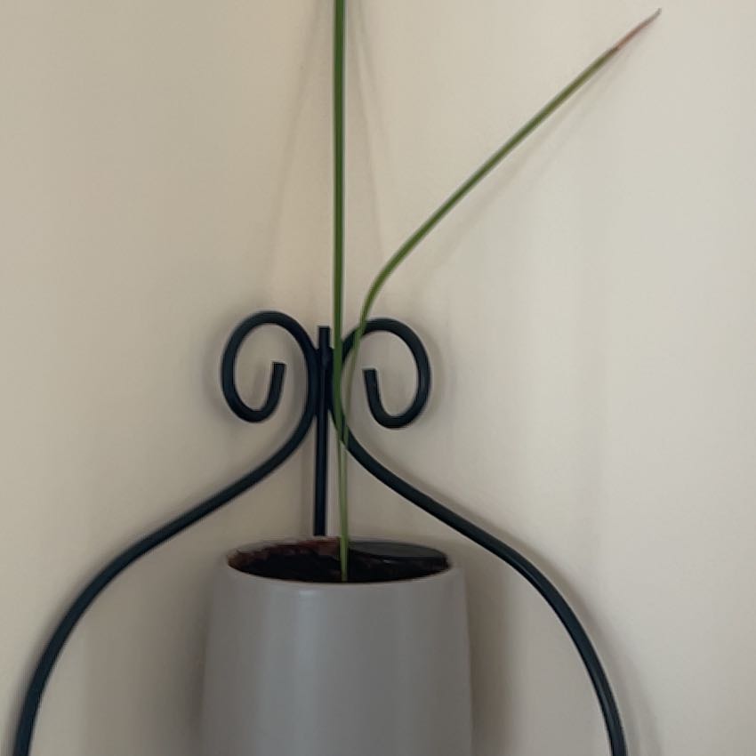 Photo of the plant species mission fig tree by @LastingGrandfir named Scarlett on Greg, the plant care app