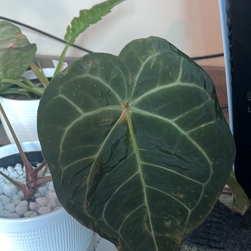 Photo of the plant species Ace of Spades by @InnovativeOmnom named Robert Plant on Greg, the plant care app