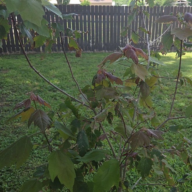 Photo of the plant species Acer Rubrum by @VitalPetunia named Leaf Erickson on Greg, the plant care app