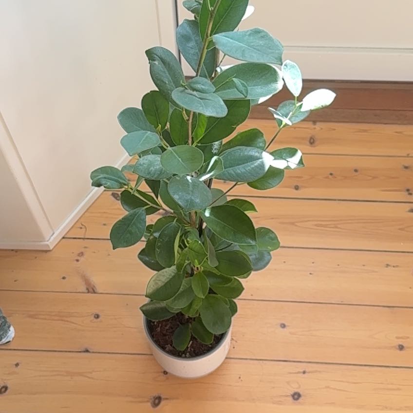 Photo of the plant species Ficus Moclame by @PoignantCowpea named Maya on Greg, the plant care app
