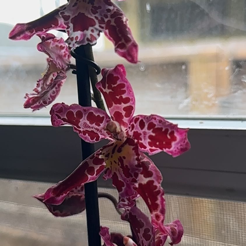 Photo of the plant species Colmanara Masai by @PuissantCorncob named Khaleesi on Greg, the plant care app